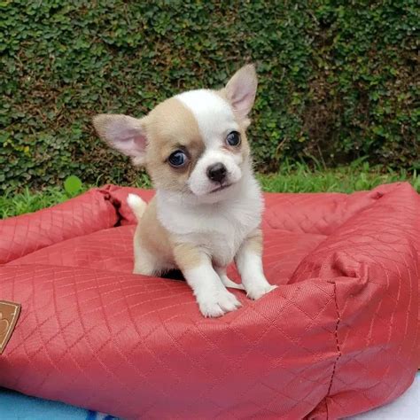 chihuahua for sale philippines price|Chihuahua Puppies for Sale in Philippines .